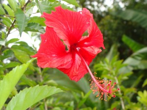 home-of-ancient-ones-hibiscus-graphic-for-middle